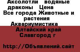 Аксолотли / водяные драконы › Цена ­ 500 - Все города Животные и растения » Аквариумистика   . Алтайский край,Славгород г.